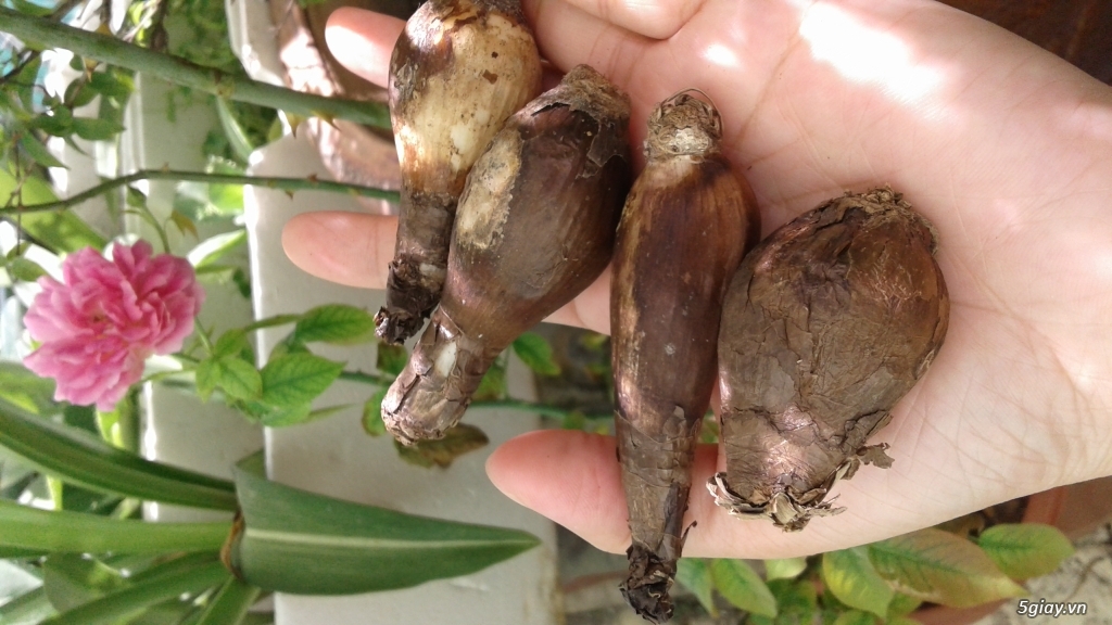 Củ bỉ ngạn 50k