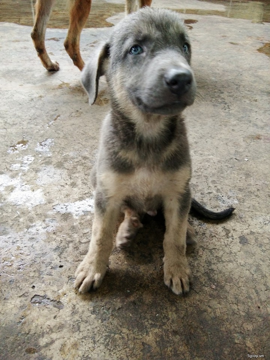 Bình Dương-tìm nhà mới cho Chó becgie lai 2 tháng tuổi - 2