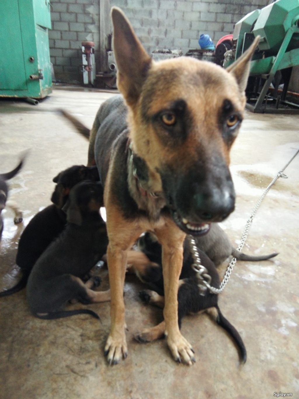 Bình Dương-tìm nhà mới cho Chó becgie lai 2 tháng tuổi - 5