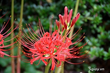 Củ bỉ ngạn 50k - 1