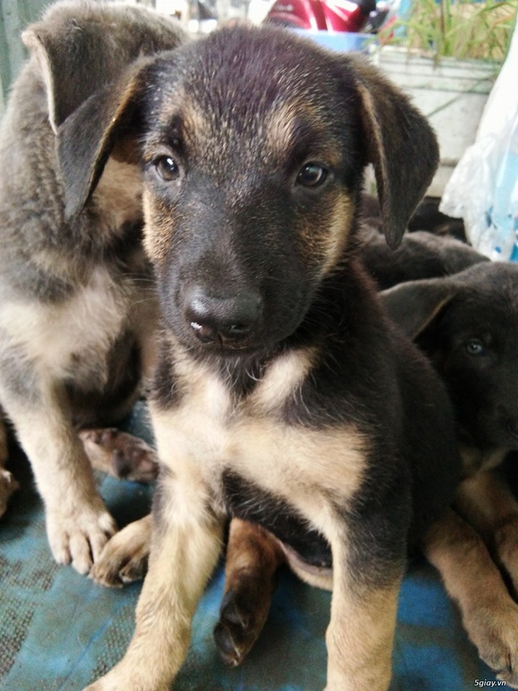 Bình Dương-tìm nhà mới cho Chó becgie lai 2 tháng tuổi