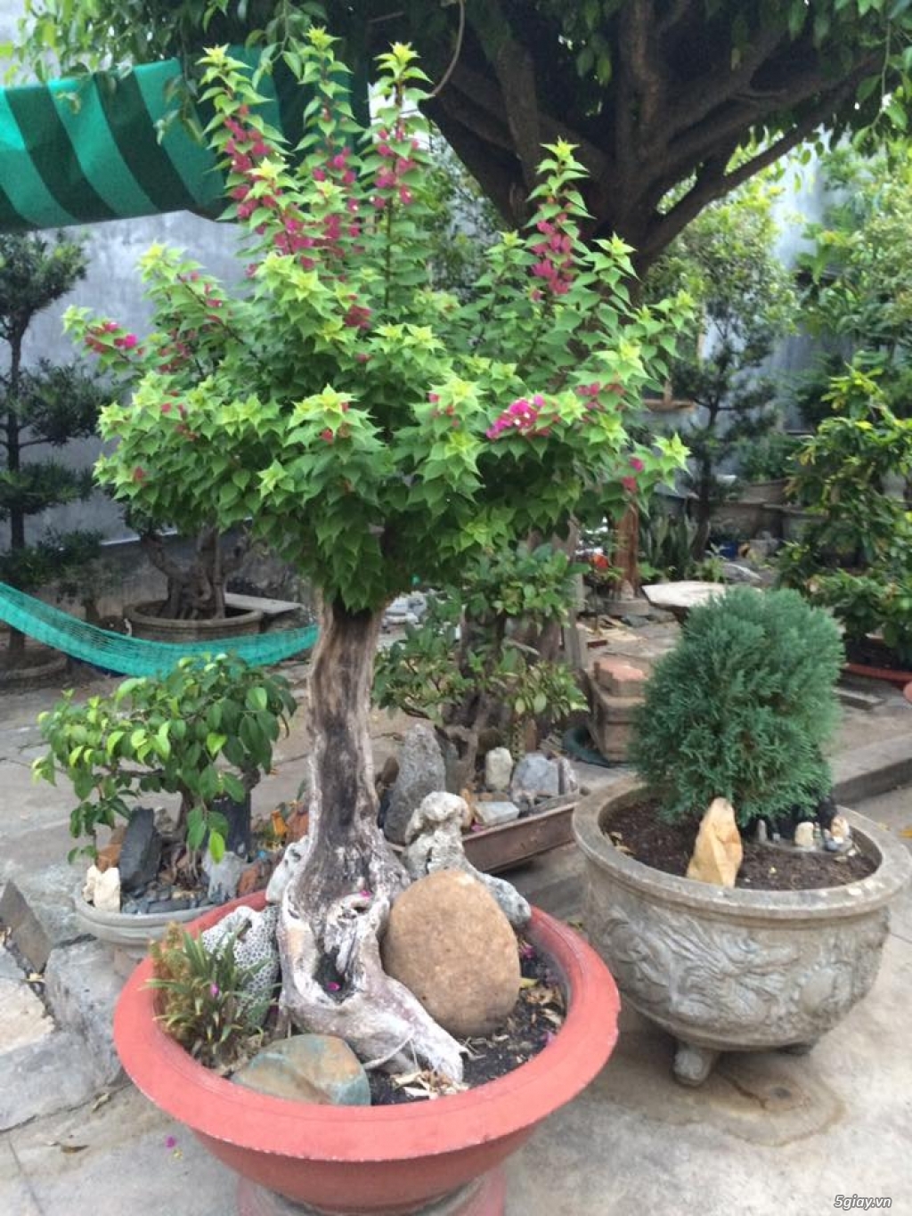 Thanh lí cây Sanh- bonsai của ông cụ ở quê - 1