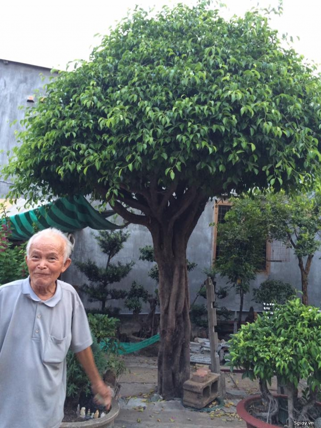 Thanh lí cây Sanh- bonsai của ông cụ ở quê - 5