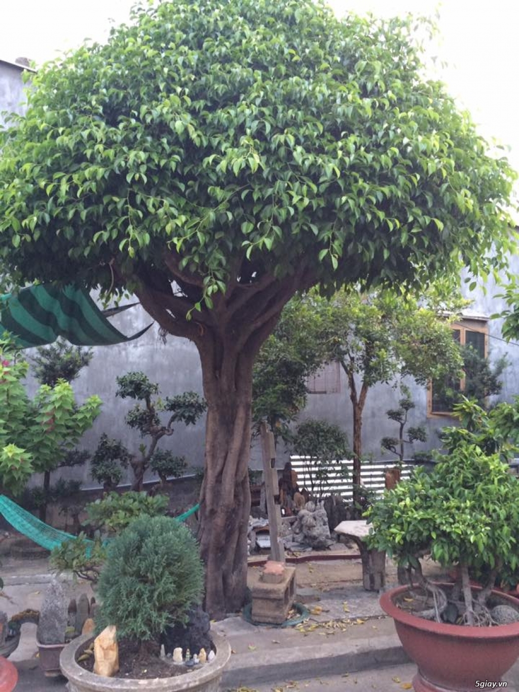 Thanh lí cây Sanh- bonsai của ông cụ ở quê - 6