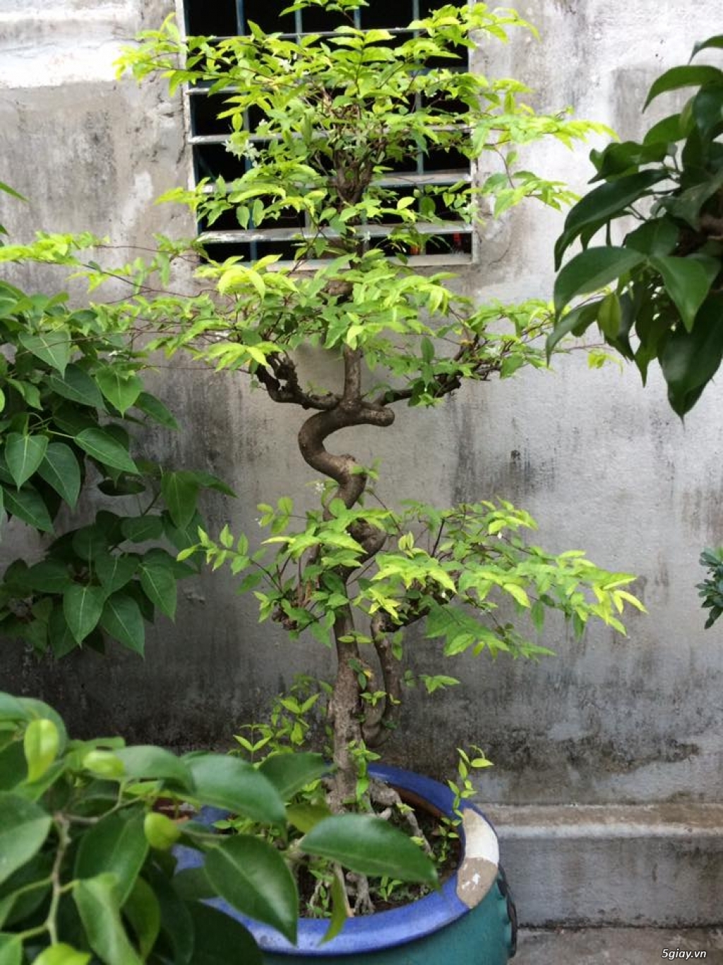 Thanh lí cây Sanh- bonsai của ông cụ ở quê - 7