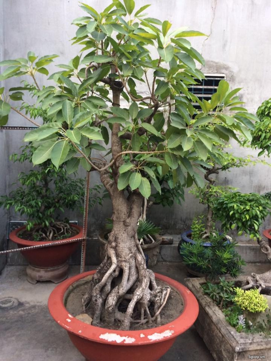Thanh lí cây Sanh- bonsai của ông cụ ở quê - 2