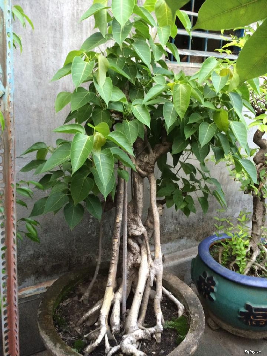 Thanh lí cây Sanh- bonsai của ông cụ ở quê - 3