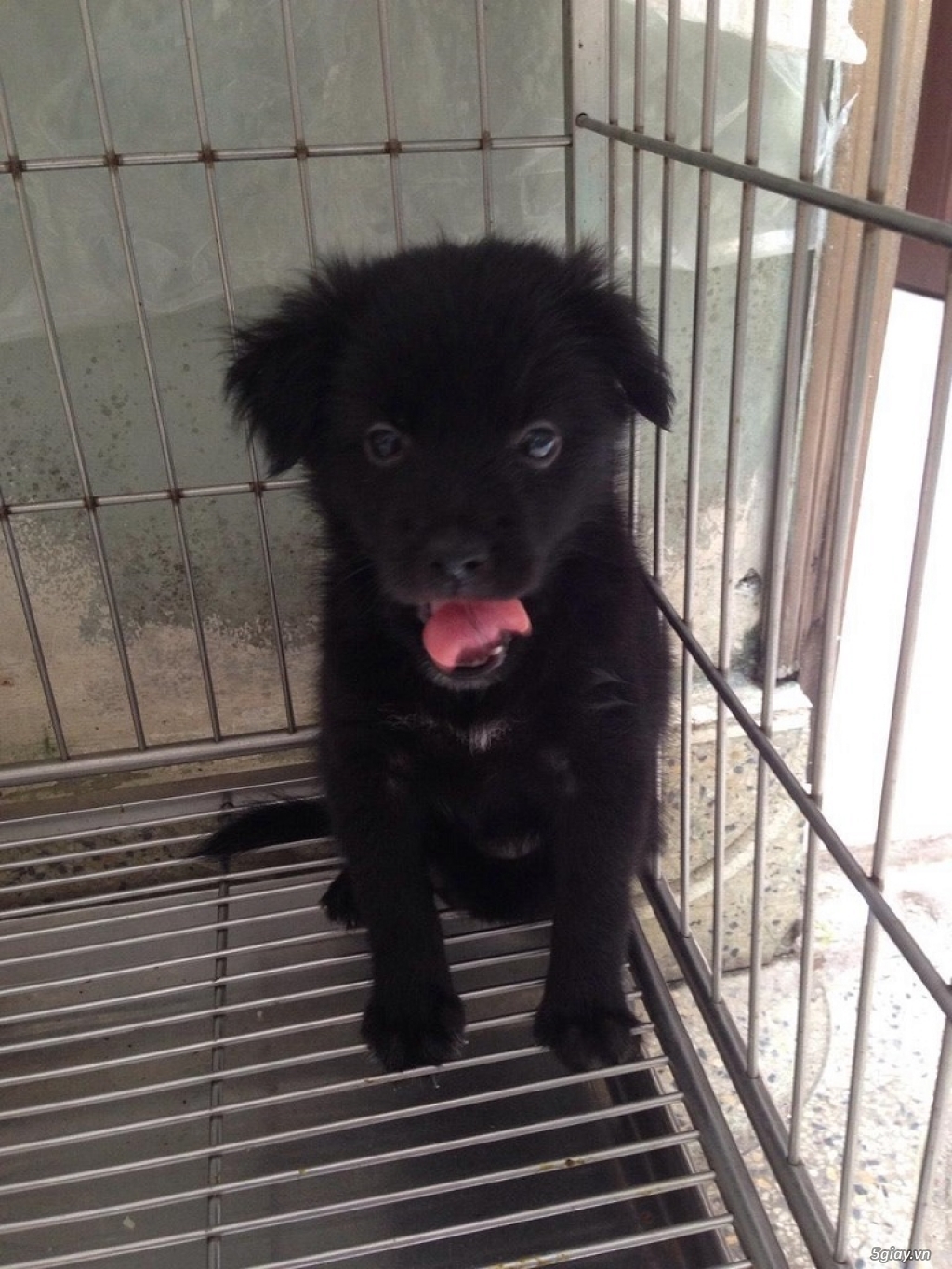 Q.9 chó Nhật giá rẻ ! - 1