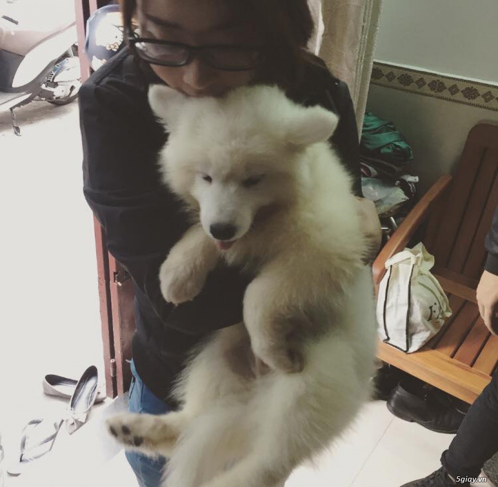 Chuyên bán và nhận oder các giống chó husky,alaska,samoyed..update thường xuyên !!! - 25