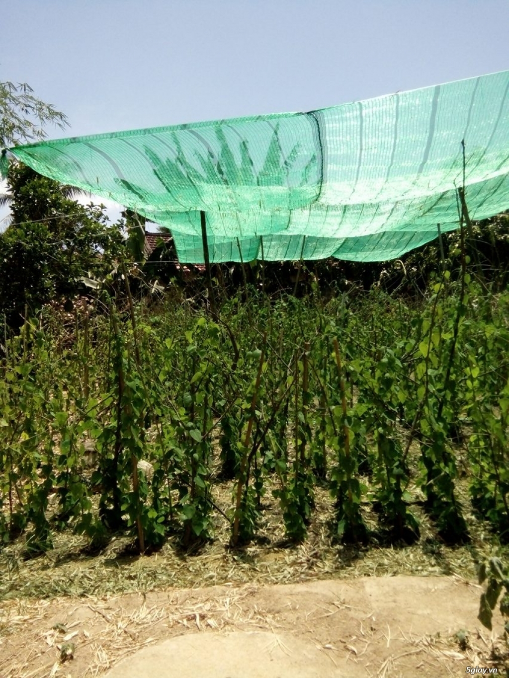 Cây giống hạt giống Sương Sâm chất lượng uy tín - 2