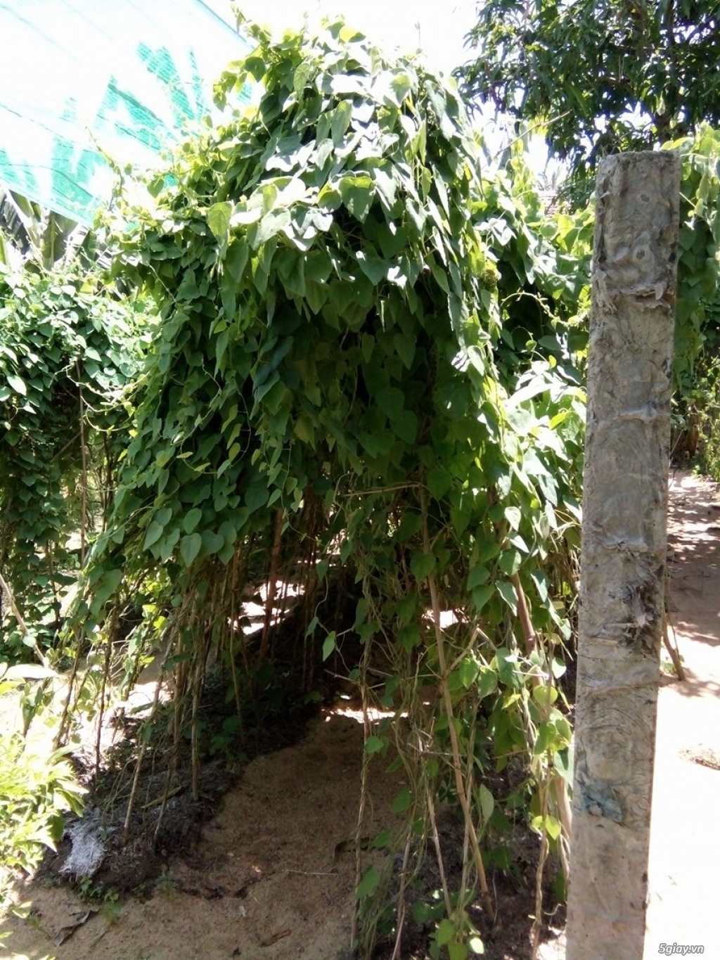 Cây giống hạt giống Sương Sâm chất lượng uy tín