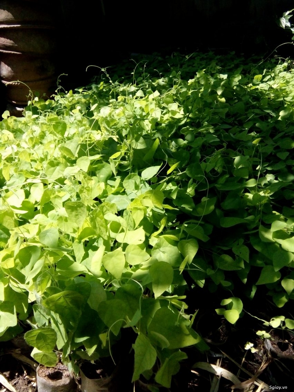 Cây giống hạt giống Sương Sâm chất lượng uy tín - 3