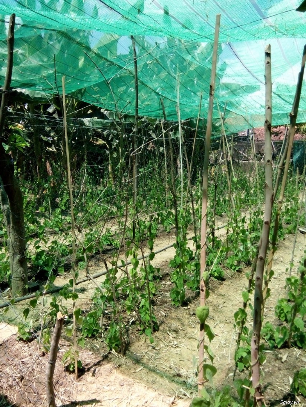 Cây giống hạt giống Sương Sâm chất lượng uy tín - 1