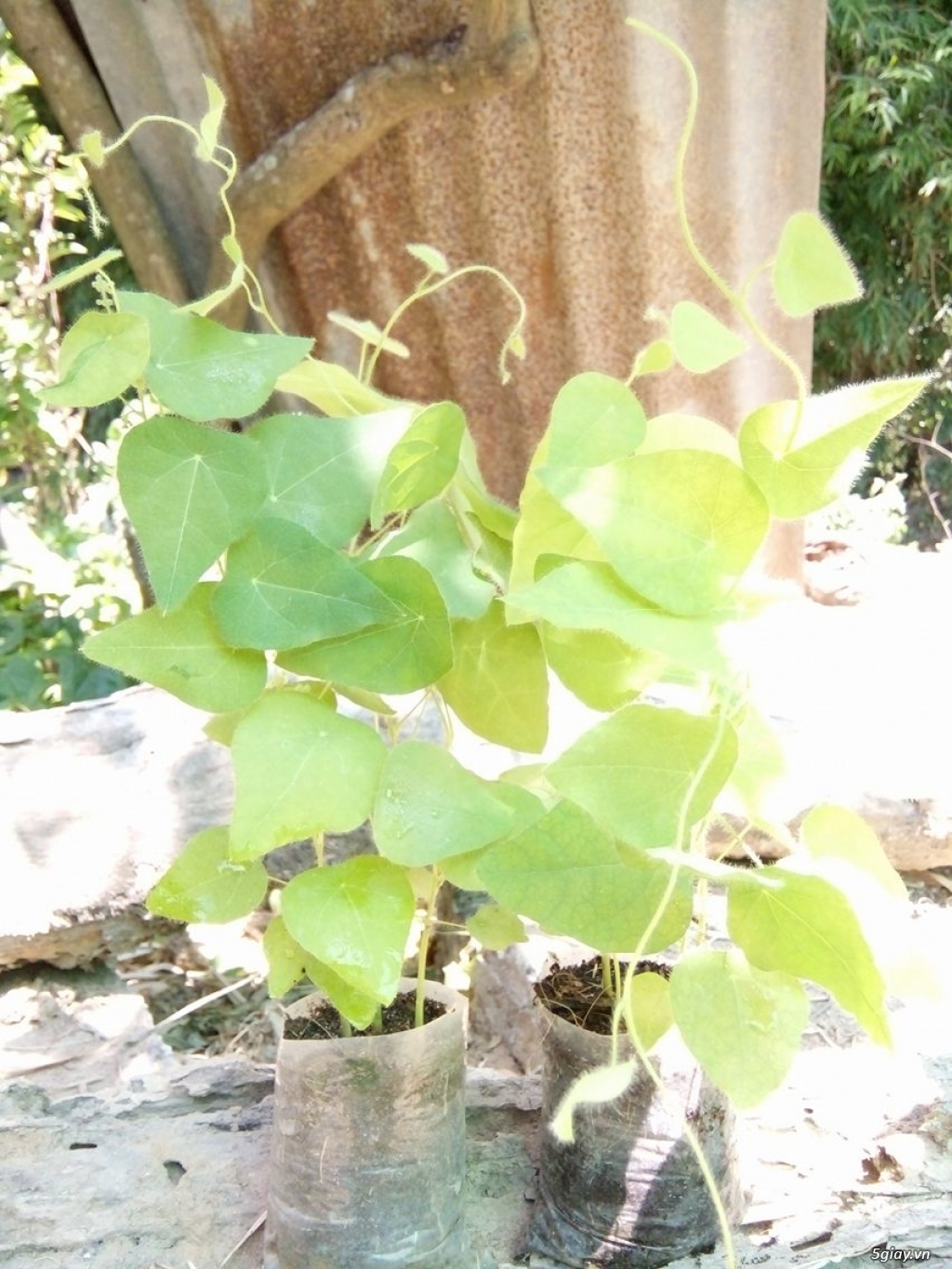 Cây giống hạt giống Sương Sâm chất lượng uy tín - 4