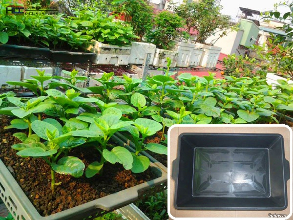 trồng rau sạch tại nhà giá rẻ. - 6
