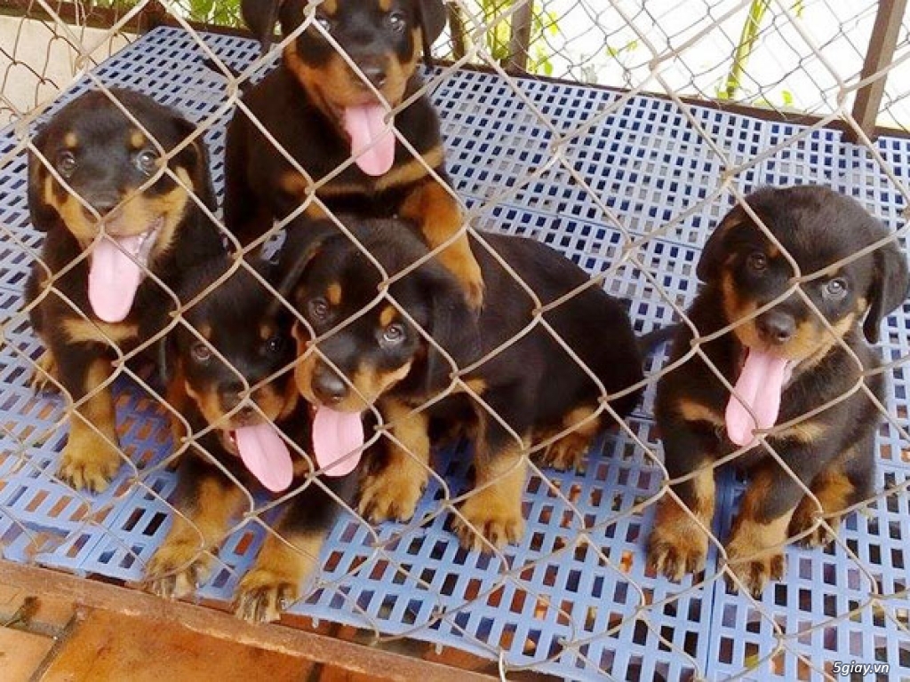 Cần bán chó con Rottweiler tại Bình Thạnh