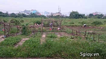 Thật sốc Căn hộ Celadon City chiết khấu đến 20 chỉ vàng - 3