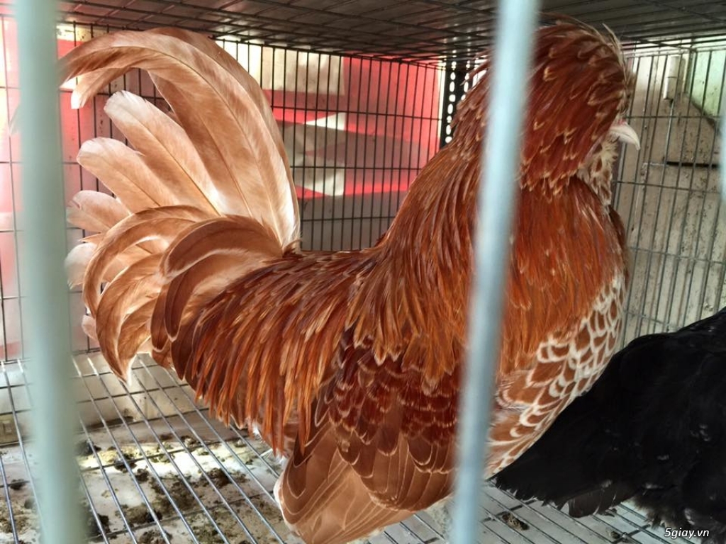 Trại gà kiểng gồm các giống gà ngoại nhập: Serama,Rosecomo,Ba Lan Sư Tử,Phoenix,Sikie,Vảy cá,gà Thái - 21