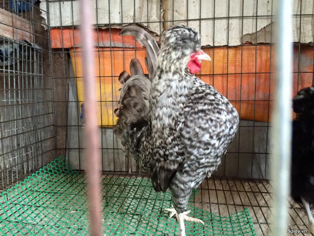 Trại gà kiểng gồm các giống gà ngoại nhập: Serama,Rosecomo,Ba Lan Sư Tử,Phoenix,Sikie,Vảy cá,gà Thái - 7
