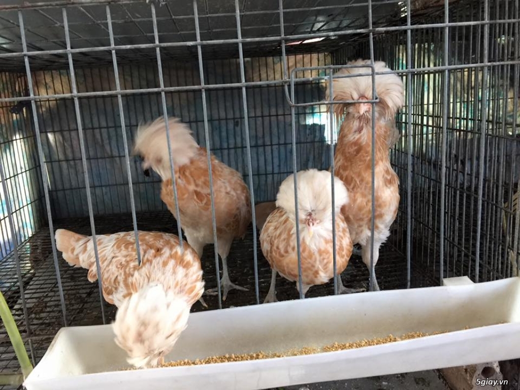 Trại gà kiểng gồm các giống gà ngoại nhập: Serama,Rosecomo,Ba Lan Sư Tử,Phoenix,Sikie,Vảy cá,gà Thái - 19