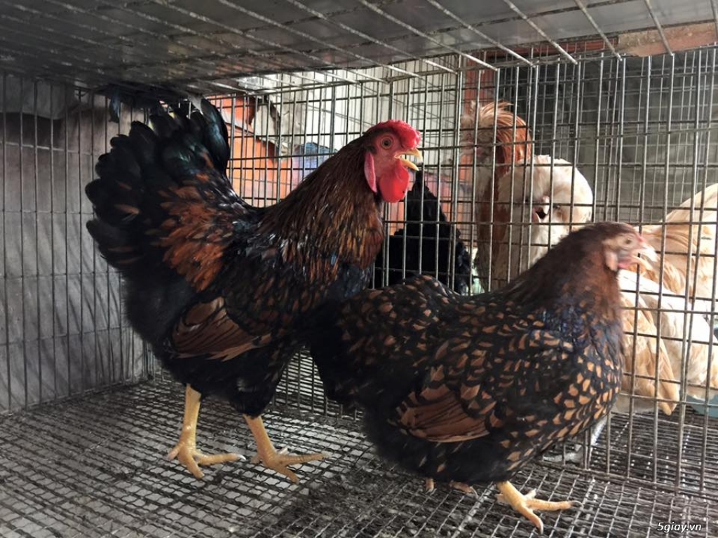 Trại gà kiểng gồm các giống gà ngoại nhập: Serama,Rosecomo,Ba Lan Sư Tử,Phoenix,Sikie,Vảy cá,gà Thái - 6