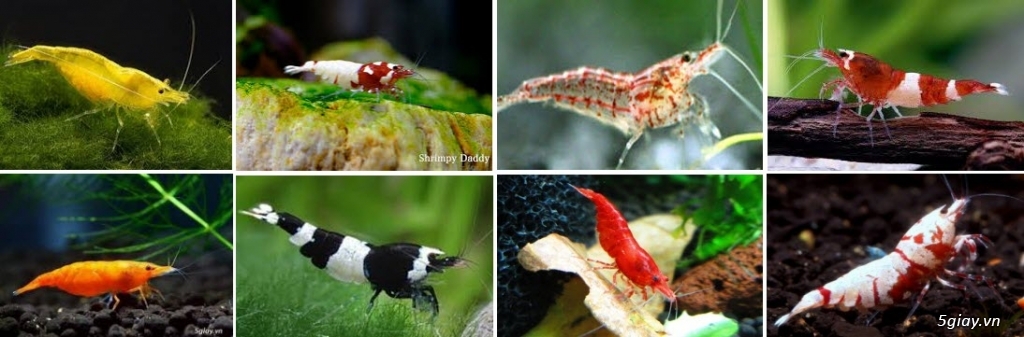 Tép cảnh giá rẻ - Tép cảnh Bình Dương - 6