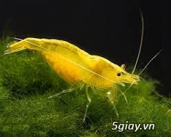 Tép cảnh giá rẻ - Tép cảnh Bình Dương - 4