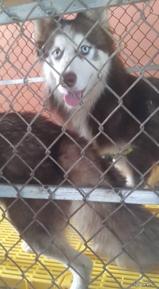 Bán husky hoặc gl poodle - 6