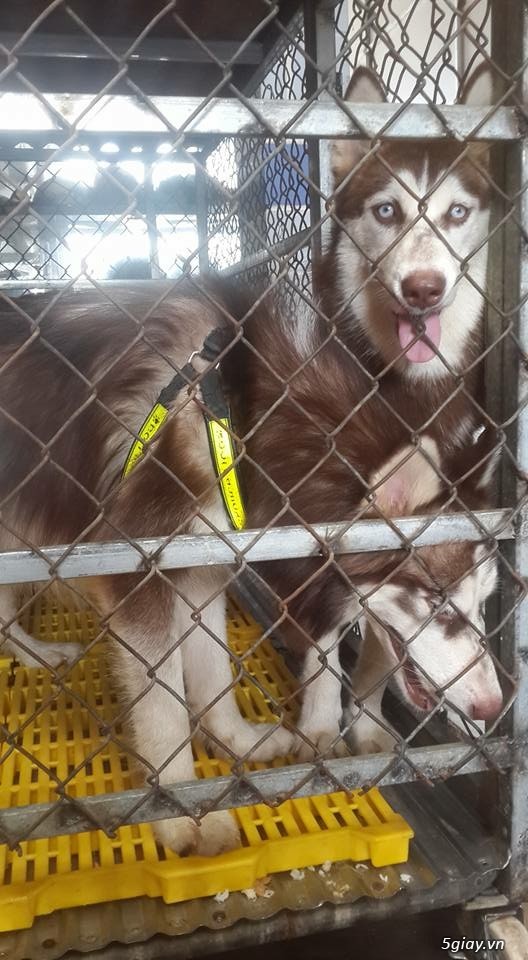 Bán husky hoặc gl poodle - 2