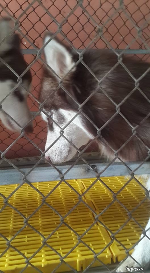 Bán husky hoặc gl poodle - 3