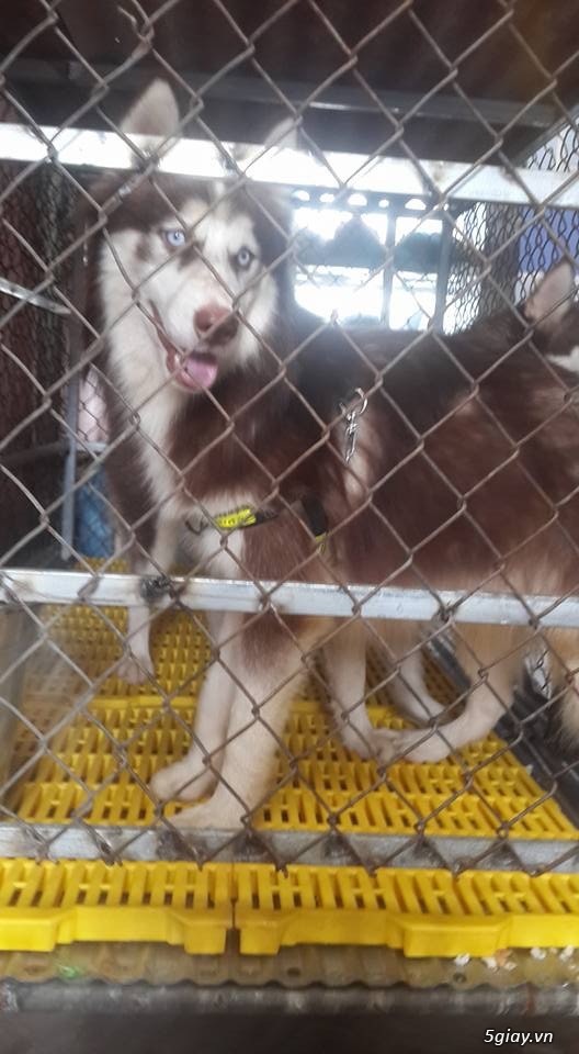 Bán husky hoặc gl poodle - 5