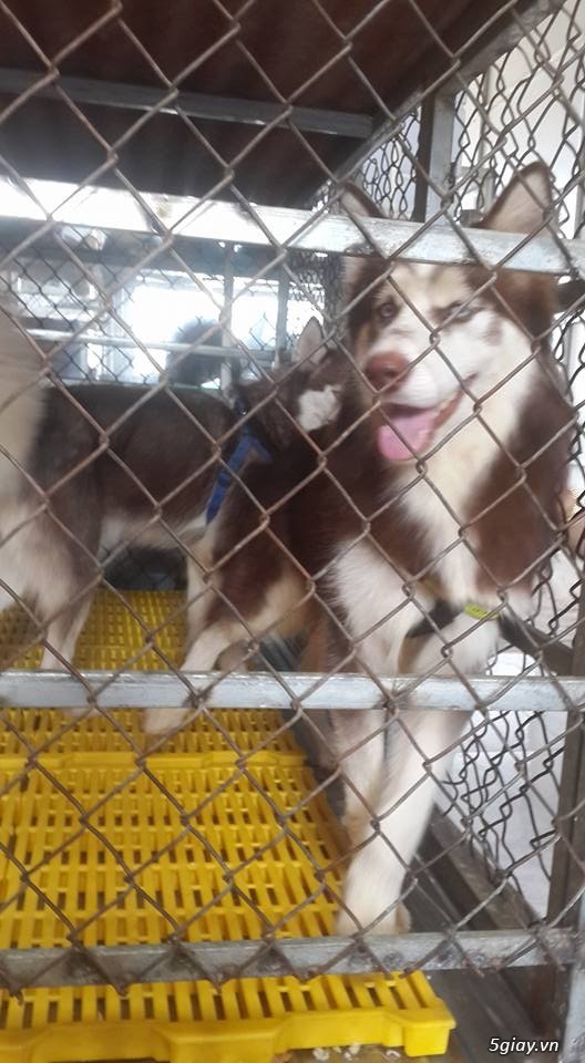 Bán husky hoặc gl poodle - 4