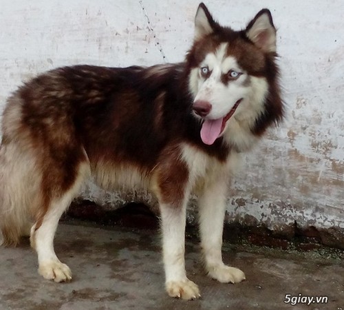 Bán husky hoặc gl poodle