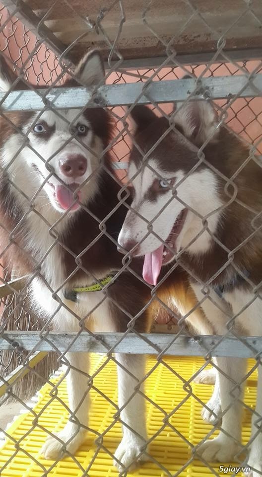 Bán husky hoặc gl poodle - 1
