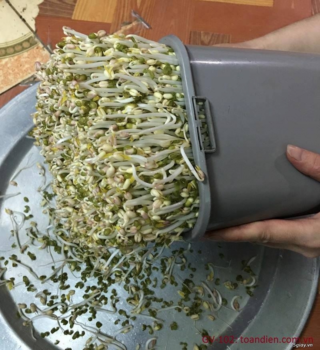 Thiết bị làm giá đỗ, rau mầm sạch đa năng GV 102 - Của TS Đỗ Ngọc Chung - 11