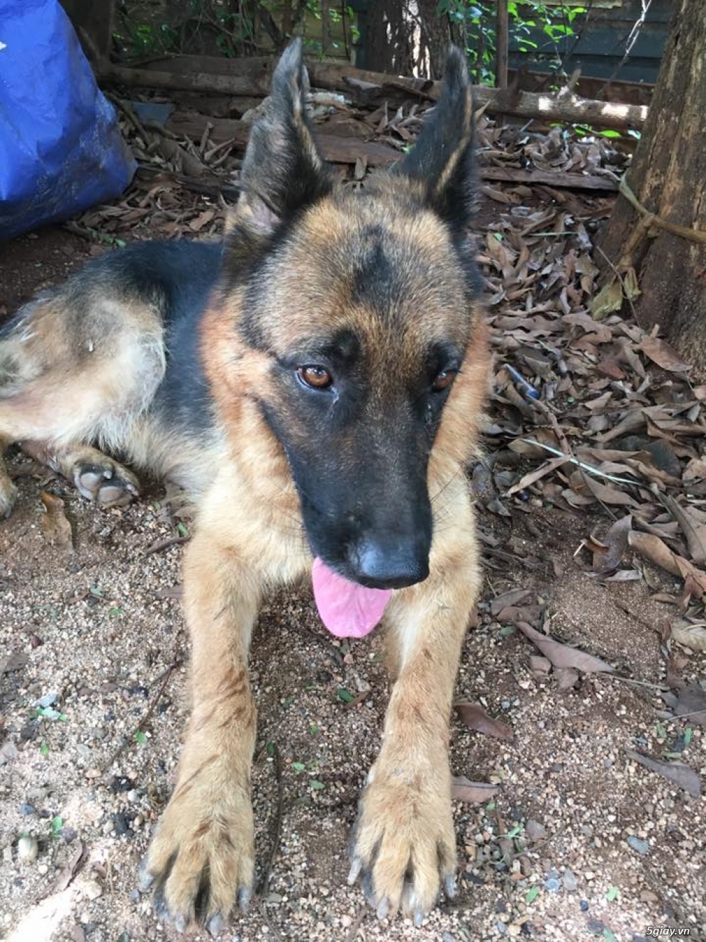 Bán 2 em Becgie Cái - 7