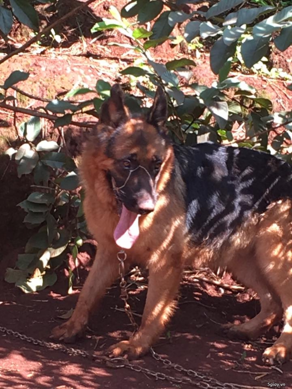 Bán 2 em Becgie Cái - 3