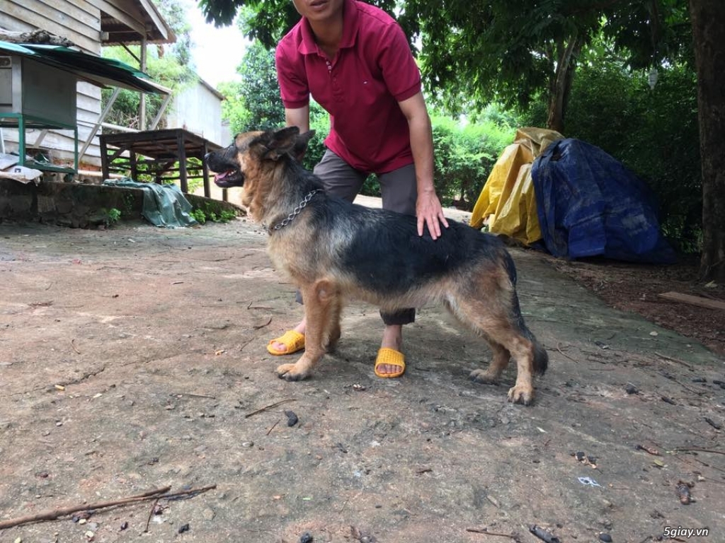 Bán 2 em Becgie Cái - 5