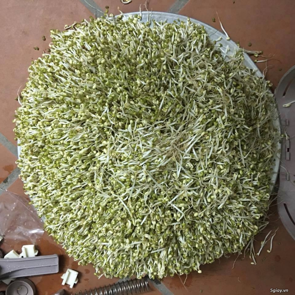 Thiết bị làm giá đỗ, rau mầm sạch đa năng GV 102 - Của TS Đỗ Ngọc Chung - 15