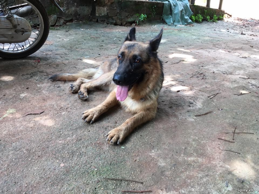 Bán 2 em Becgie Cái - 6