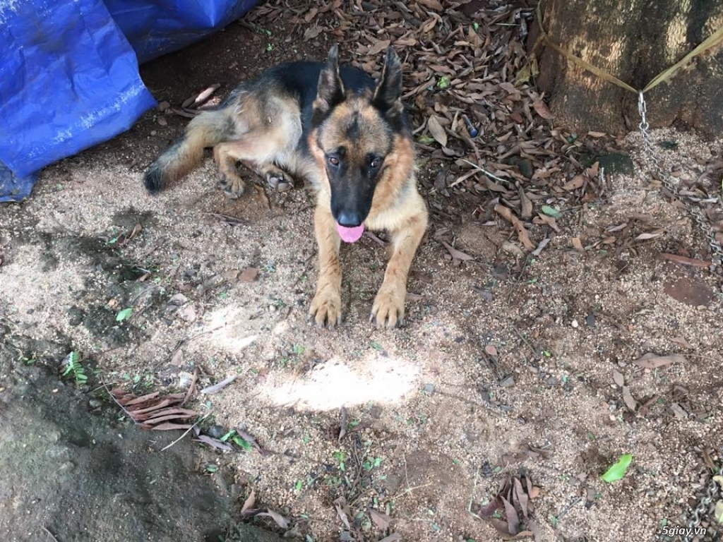 Bán 2 em Becgie Cái