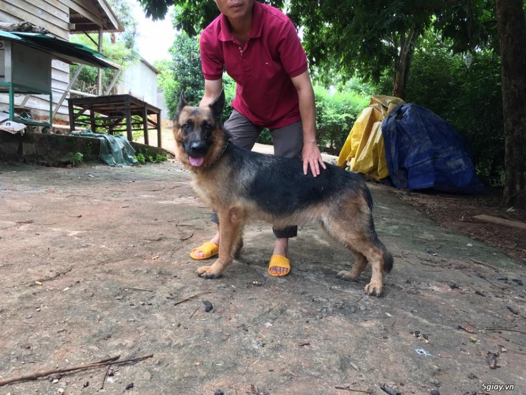 Bán 2 em Becgie Cái - 2