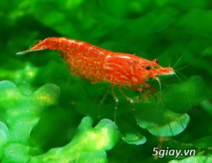 Tép cảnh giá rẻ - Tép cảnh Bình Dương - 2