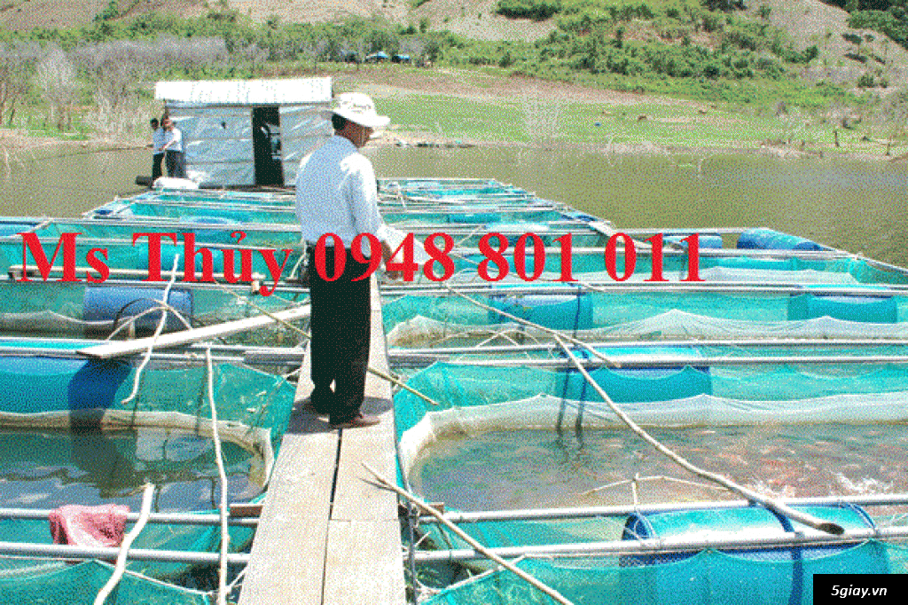 Lưới làm lồng nuôi các loại cá, lưới nhật cũ bền trên 5 năm - 4