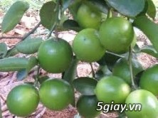 Chương trình liên kết trồng cây ăn quả-cây dược liệu - 4