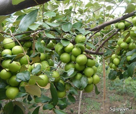 Chương trình liên kết trồng cây ăn quả-cây dược liệu - 7