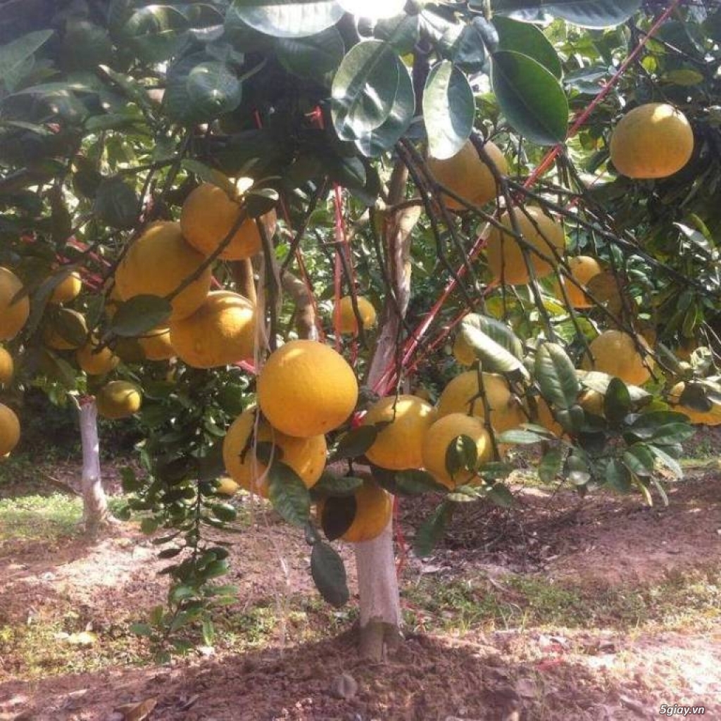 Chương trình liên kết trồng cây ăn quả-cây dược liệu - 3