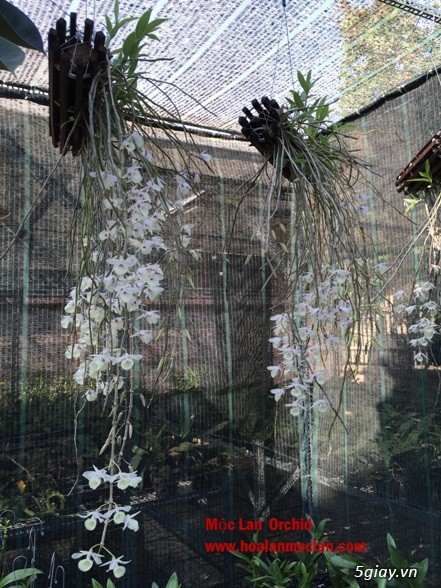 Hạc Vỹ-Mộc Lan Orchid