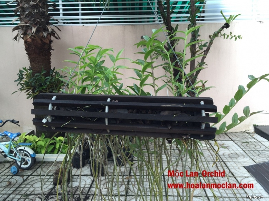 Hạc Vỹ-Mộc Lan Orchid - 2