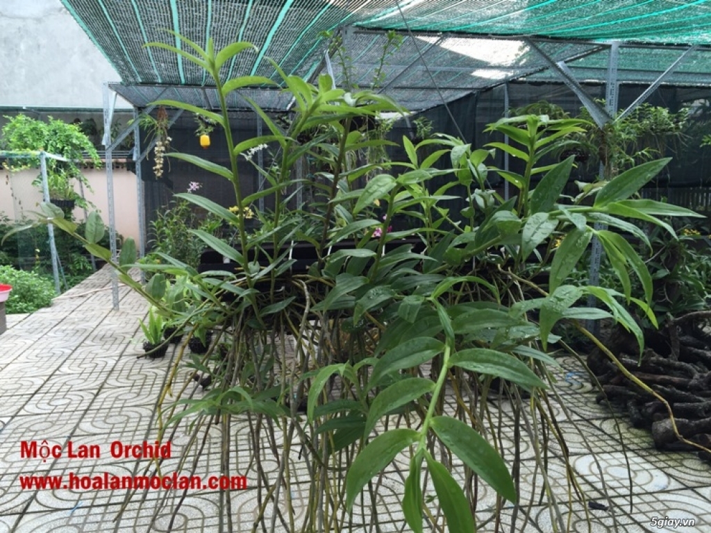 Hạc Vỹ-Mộc Lan Orchid - 1